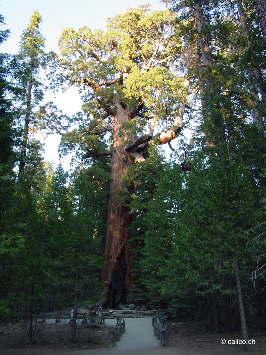 Sequoia de Yosemite parc